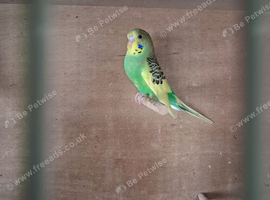Baby budgies
