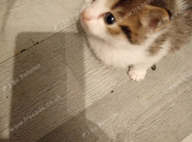Beautiful little tabby kittens