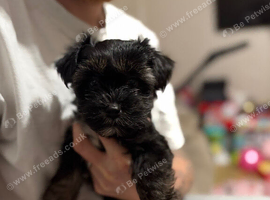 Mixed Terrier Puppies for sale