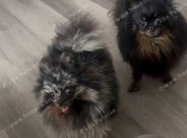 Margo for rehoming
