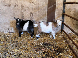 Pygmy goats kids