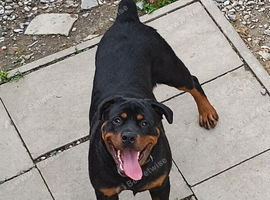 Rottweiler
