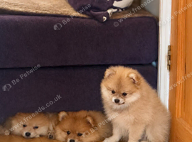 Adorable pomeranian puppies