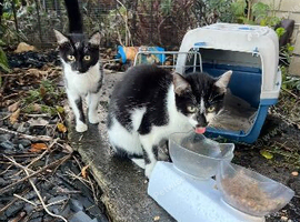 2 free moggie kittens
