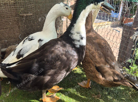 Beautiful white duck 2-3 months old