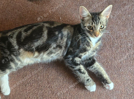 Need rehoming asap female kitten message me about price