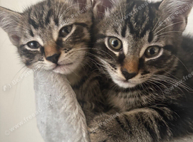 Two grey tabby's, home together