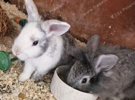 Adorable Baby Rabbits Looking for Their Forever Homes!  &pound;60.00 each &pound;100 for the pair.