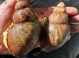 Breeding pairs Archachatina Rhodostoma