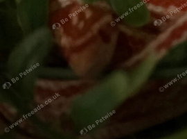 Juvenile corn snake