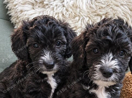 Adorable Yorkiepoo Puppies Available - Litter of 6