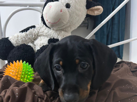 Adorable Puppies Ready for Loving Homes