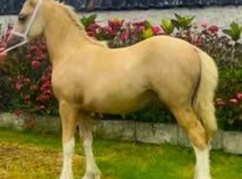 lovely sec c 2 year old filly