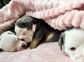 Olde English bulldog pups