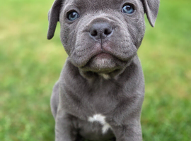 Beautiful Blue Staffy Girl &ndash; Last Puppy Available