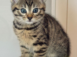 5 Baby Bengals