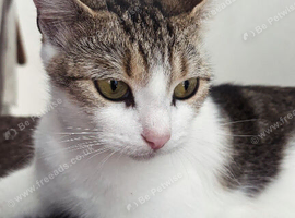 beautiful cat
