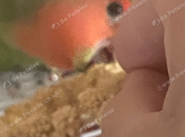 Beautiful semi tame lovebird a male