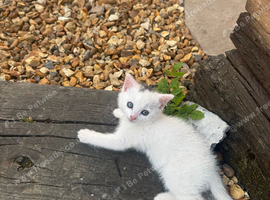 maine coon mix Girl for sale