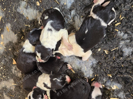 Border Collie Pups