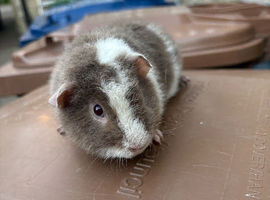 Baby guinea pigs ready now