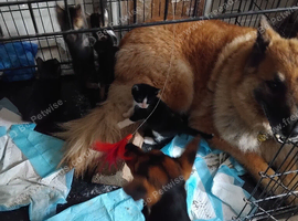 Adorable kittens ready soon