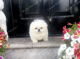 Stunning top quality Pekingese puppies