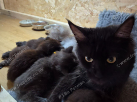Maine Coon Kittens
