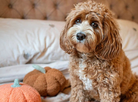 Bowie the beautiful Maltipoo boy available