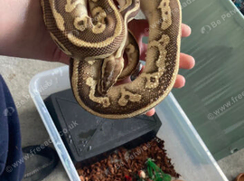 Pythons and rack.