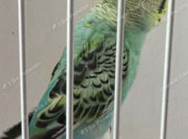 YELLOWFACED OPALINE BABY BUDGIE RING NUMBER 61 2026 BRED