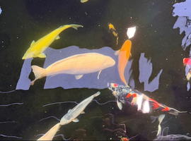 Koi for sale plus equipment. Full pond closure