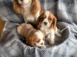 King Charles cavalier puppy&rsquo;s