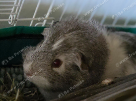 male guinee pig