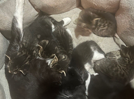 Cute kitties ready for new home