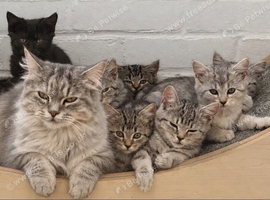 Beautiful mixed breed kittens