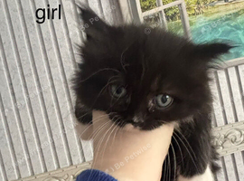 Ragdoll cross kittens