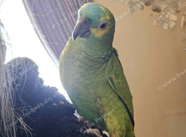 Ollie blue fronted amazon