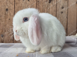 Blue eyed white mini lop.doe ready now