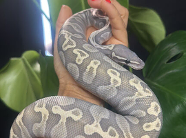 Lesser ghi hypo ball python for sale