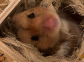Hamster