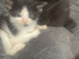 7 very friendly beautiful kittens