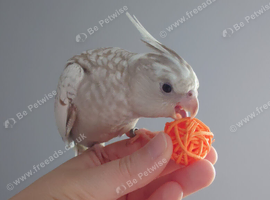 Hand reared silly tame DNA sexed baby cockatiels