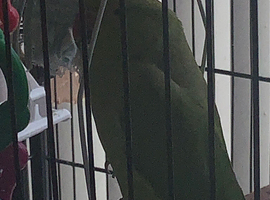 Indian ringneck