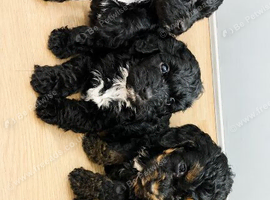 Beautiful cockapoo puppies