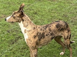 Collie x Greyhound Puppies Looking for Their Forever Homes