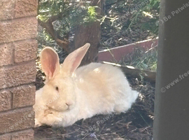 Male blue eyed white rabbit