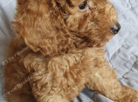 KC registered Toy Poodle puppies ready now