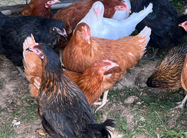 17 weeks old point of lay hens