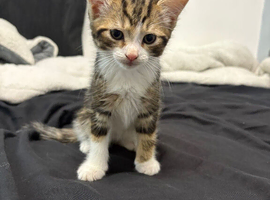 Kittens ready now